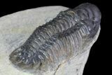 Cute, Little Crotalocephalina Trilobite - long #83346-5
